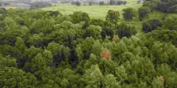 Cutting-edge tech is guiding nature restoration in the UK’s forests - Positive News