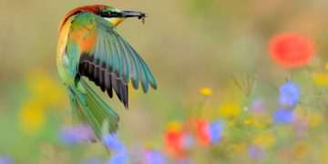 Eleven photographs that capture our world’s beauty in close up