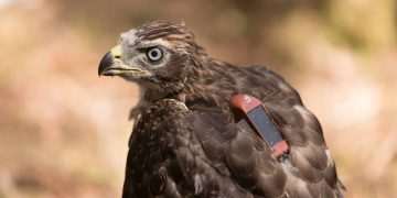 Restoration is helping native raptors thrive in Scotland, report shows