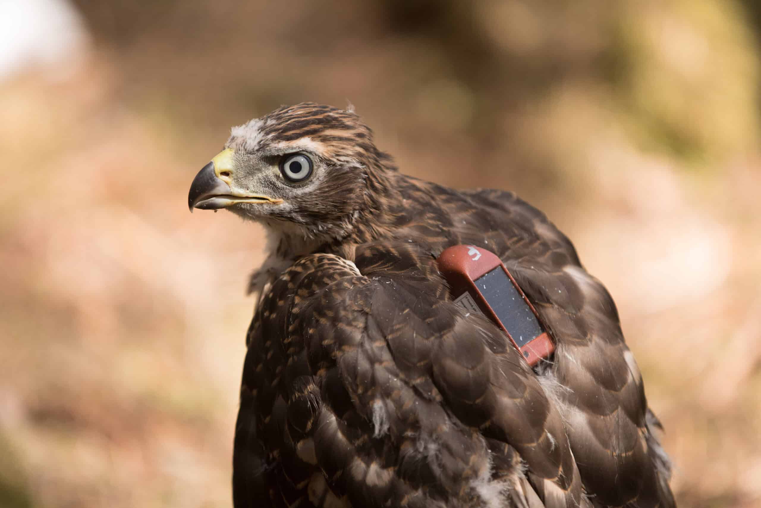 Restoration is helping native raptors thrive in Scotland, report shows
