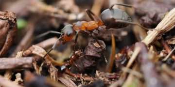 Research suggests copying ants to create “hairy grippers” could improve robot technology