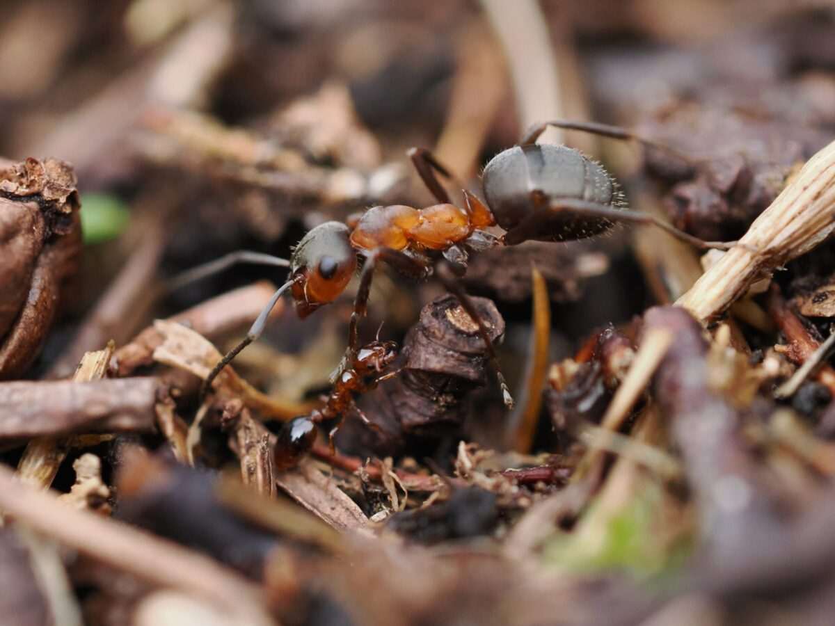 Research suggests copying ants to create “hairy grippers” could improve robot technology  