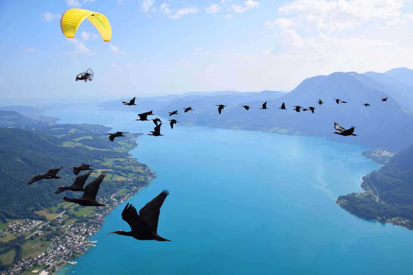 Soaring high with a flock of birds and their human ‘foster parents’