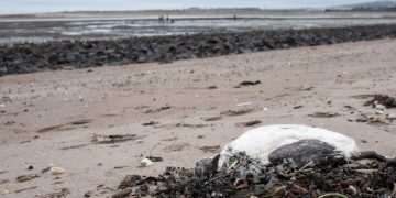 Stark warning issued as seabirds washing up dead or injured from avian flu on East Lothian beaches 