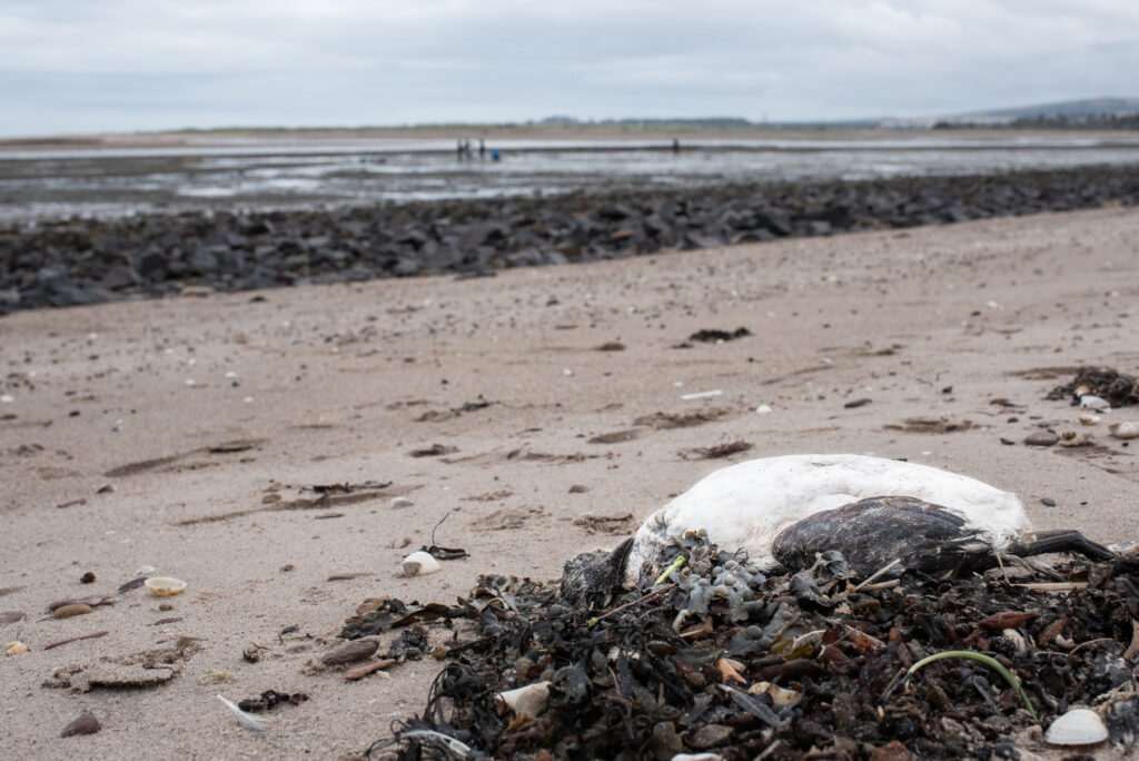 Stark warning issued as seabirds washing up dead or injured from avian flu on East Lothian beaches 