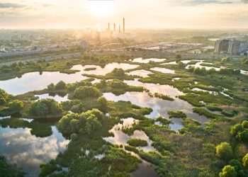 What went right this week: rewilding successes, plus more