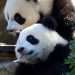 France to Expect Another Pair of Giant Pandas in 2027