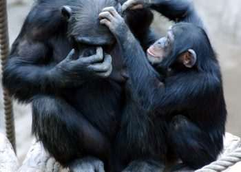 Stirling-led ape study reveals new insights on human intelligence