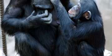 Stirling-led ape study reveals new insights on human intelligence