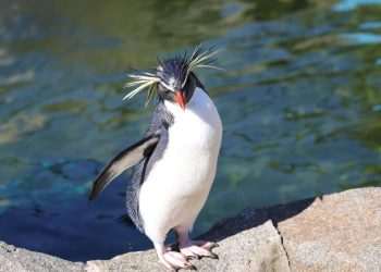 New penguin study "shows importance of DNA research in conservation"