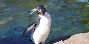 New penguin study "shows importance of DNA research in conservation"