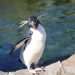 New penguin study "shows importance of DNA research in conservation"
